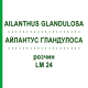 АЙЛАНТУС ГЛАНДУЛОСА (AILANTHUS GLANDULOSA) LM 24 раствор 10 мл - Гомеопатия ARCANA DR.SEWERIN