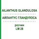 АЙЛАНТУС ГЛАНДУЛОСА (AILANTHUS GLANDULOSA) LM 28 раствор 10 мл - Гомеопатия ARCANA DR.SEWERIN