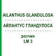 АЙЛАНТУС ГЛАНДУЛОСА (AILANTHUS GLANDULOSA) LM 3 раствор 10 мл - Гомеопатия ARCANA DR.SEWERIN