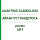 АЙЛАНТУС ГЛАНДУЛОСА (AILANTHUS GLANDULOSA) LM 4 раствор 10 мл - Гомеопатия ARCANA DR.SEWERIN