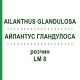 АЙЛАНТУС ГЛАНДУЛОСА (AILANTHUS GLANDULOSA) LM 8 раствор 10 мл - Гомеопатия ARCANA DR.SEWERIN