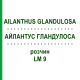 АЙЛАНТУС ГЛАНДУЛОСА (AILANTHUS GLANDULOSA) LM 9 раствор 10 мл - Гомеопатия ARCANA DR.SEWERIN