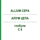 АЛЛИУМ ЦЕПА (ALLIUM CEPA) C 6 глобули 10 г - Гомеопатия SPAGYRA
