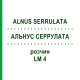 АЛЬНУС СЕРРУЛАТА (ALNUS SERRULATA) LM 4 розчин 10 мл - Гомеопатія ARCANA DR.SEWERIN