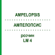 АМПЕЛОПСИС (AMPELOPSIS) LM 4 раствор 10 мл - Гомеопатия ARCANA DR.SEWERIN