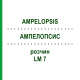 АМПЕЛОПСИС (AMPELOPSIS) LM 7 раствор 10 мл - Гомеопатия ARCANA DR.SEWERIN