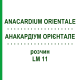АНАКАРДИУМ ОРИЕНТАЛЕ (ANACARDIUM ORIENTALE) LM 11 раствор 10 мл - Гомеопатия ARCANA DR.SEWERIN
