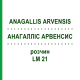 АНАГАЛЛИС АРВЕНСИС (ANAGALLIS ARVENSIS) LM 21 раствор 10 мл - Гомеопатия ARCANA DR.SEWERIN