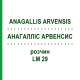 АНАГАЛЛИС АРВЕНСИС (ANAGALLIS ARVENSIS) LM 29 раствор 10 мл - Гомеопатия ARCANA DR.SEWERIN