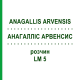 АНАГАЛЛИС АРВЕНСИС (ANAGALLIS ARVENSIS) LM 5 раствор 10 мл - Гомеопатия ARCANA DR.SEWERIN