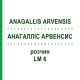 АНАГАЛЛИС АРВЕНСИС (ANAGALLIS ARVENSIS) LM 6 раствор 10 мл - Гомеопатия ARCANA DR.SEWERIN