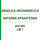 АНГЕЛИКА АРХАНГЕЛИКА (ANGELICA ARCHANGELICA) LM 1 раствор 10 мл - Гомеопатия ARCANA DR.SEWERIN