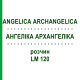 АНГЕЛИКА АРХАНГЕЛИКА (ANGELICA ARCHANGELICA) LM 120 раствор 10 мл - Гомеопатия ARCANA DR.SEWERIN