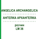 АНГЕЛИКА АРХАНГЕЛИКА (ANGELICA ARCHANGELICA) LM 36 раствор 10 мл - Гомеопатия ARCANA DR.SEWERIN