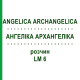 АНГЕЛИКА АРХАНГЕЛИКА (ANGELICA ARCHANGELICA) LM 6 раствор 10 мл - Гомеопатия ARCANA DR.SEWERIN