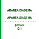 АРАНЕА ДІАДЕМА (ARANEA DIADEMA) Q 1 розчин 15 мл - Гомеопатія GUDJONS