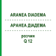 АРАНЕА ДІАДЕМА (ARANEA DIADEMA) Q 12 розчин 15 мл - Гомеопатія GUDJONS