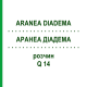 АРАНЕА ДІАДЕМА (ARANEA DIADEMA) Q 14 розчин 15 мл - Гомеопатія GUDJONS