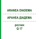 АРАНЕА ДІАДЕМА (ARANEA DIADEMA) Q 17 розчин 15 мл - Гомеопатія GUDJONS