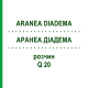 АРАНЕА ДІАДЕМА (ARANEA DIADEMA) Q 20 розчин 15 мл - Гомеопатія GUDJONS