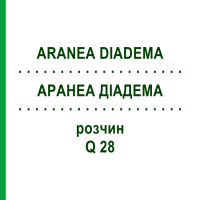 АРАНЕА ДІАДЕМА (ARANEA DIADEMA) Q 28 розчин 15 мл - Гомеопатія GUDJONS