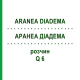 АРАНЕА ДІАДЕМА (ARANEA DIADEMA) Q 6 розчин 15 мл - Гомеопатія GUDJONS