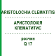 АРИСТОЛОХИЯ КЛЕМАТИТИС (ARISTOLOCHIA CLEMATITIS) Q 17 раствор 15 мл - Гомеопатия GUDJONS