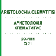 АРИСТОЛОХИЯ КЛЕМАТИТИС (ARISTOLOCHIA CLEMATITIS) Q 21 раствор 15 мл - Гомеопатия GUDJONS