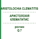 АРИСТОЛОХИЯ КЛЕМАТИТИС (ARISTOLOCHIA CLEMATITIS) Q 7 раствор 15 мл - Гомеопатия GUDJONS