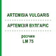 АРТЕМИЗИЯ ВУЛГАРИС (ARTEMISIA VULGARIS) LM 75 раствор 10 мл - Гомеопатия ARCANA DR.SEWERIN