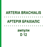 АРТЕРІЯ БРАХІАЛІС (ARTERIA BRACHIALIS) D 12 ампули 10x1 мл - Гомеопатія WALA HEILMITTEL