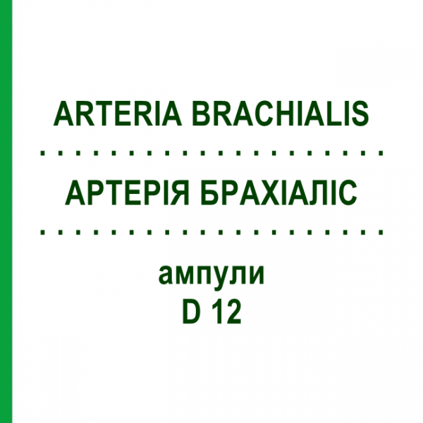 АРТЕРІЯ БРАХІАЛІС (ARTERIA BRACHIALIS) D 12 ампули 10x1 мл - Гомеопатія WALA HEILMITTEL