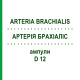 АРТЕРИЯ БРАХИАЛИС (ARTERIA BRACHIALIS) D 12 ампулы 10x1 мл - Гомеопатия WALA HEILMITTEL