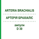 АРТЕРИЯ БРАХИАЛИС (ARTERIA BRACHIALIS) D 30 ампулы 10x1 мл - Гомеопатия WALA HEILMITTEL