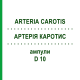 АРТЕРИЯ КАРОТИС (ARTERIA CAROTIS) D 10 ампулы 10x1 мл - Гомеопатия WALA HEILMITTEL