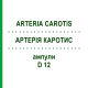 АРТЕРИЯ КАРОТИС (ARTERIA CAROTIS) D 12 ампулы 10x1 мл - Гомеопатия WALA HEILMITTEL