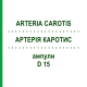 АРТЕРИЯ КАРОТИС (ARTERIA CAROTIS) D 15 ампулы 10x1 мл - Гомеопатия WALA HEILMITTEL