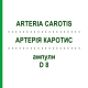 АРТЕРИЯ КАРОТИС (ARTERIA CAROTIS) D 8 ампулы 10x1 мл - Гомеопатия WALA HEILMITTEL
