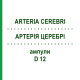 АРТЕРИЯ ЦЕРЕБРИ (ARTERIA CEREBRI) D 12 ампулы 10x1 мл - Гомеопатия WALA HEILMITTEL
