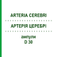 АРТЕРИЯ ЦЕРЕБРИ (ARTERIA CEREBRI) D 30 ампулы 10x1 мл - Гомеопатия WALA HEILMITTEL