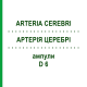 АРТЕРИЯ ЦЕРЕБРИ (ARTERIA CEREBRI) D 6 ампулы 10x1 мл - Гомеопатия WALA HEILMITTEL