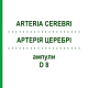 АРТЕРИЯ ЦЕРЕБРИ (ARTERIA CEREBRI) D 8 ампулы 10x1 мл - Гомеопатия WALA HEILMITTEL