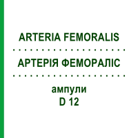 АРТЕРИЯ ФЕМОРАЛИС (ARTERIA FEMORALIS) D 12 ампулы 10x1 мл - Гомеопатия WALA HEILMITTEL