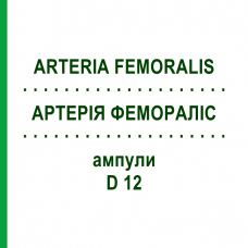 АРТЕРИЯ ФЕМОРАЛИС (ARTERIA FEMORALIS) D 12 ампулы 10x1 мл - Гомеопатия WALA HEILMITTEL