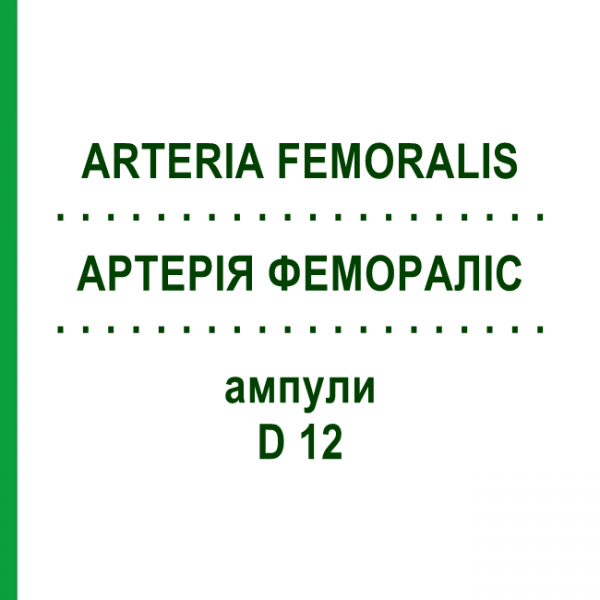АРТЕРИЯ ФЕМОРАЛИС (ARTERIA FEMORALIS) D 12 ампулы 10x1 мл - Гомеопатия WALA HEILMITTEL