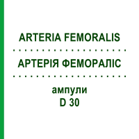 АРТЕРИЯ ФЕМОРАЛИС (ARTERIA FEMORALIS) D 30 ампулы 10x1 мл - Гомеопатия WALA HEILMITTEL