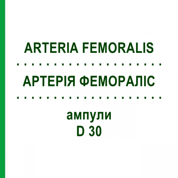 АРТЕРИЯ ФЕМОРАЛИС (ARTERIA FEMORALIS) D 30 ампулы 10x1 мл - Гомеопатия WALA HEILMITTEL