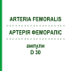 АРТЕРИЯ ФЕМОРАЛИС (ARTERIA FEMORALIS) D 30 ампулы 10x1 мл - Гомеопатия WALA HEILMITTEL