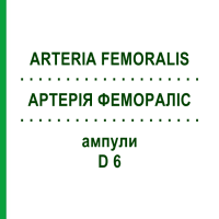 АРТЕРИЯ ФЕМОРАЛИС (ARTERIA FEMORALIS) D 6 ампулы 10x1 мл - Гомеопатия WALA HEILMITTEL