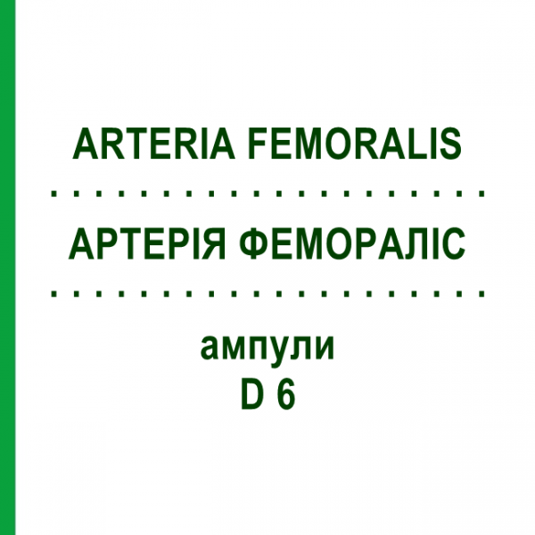 АРТЕРИЯ ФЕМОРАЛИС (ARTERIA FEMORALIS) D 6 ампулы 10x1 мл - Гомеопатия WALA HEILMITTEL